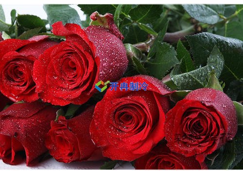 開冉制冷，玫瑰花冷藏庫